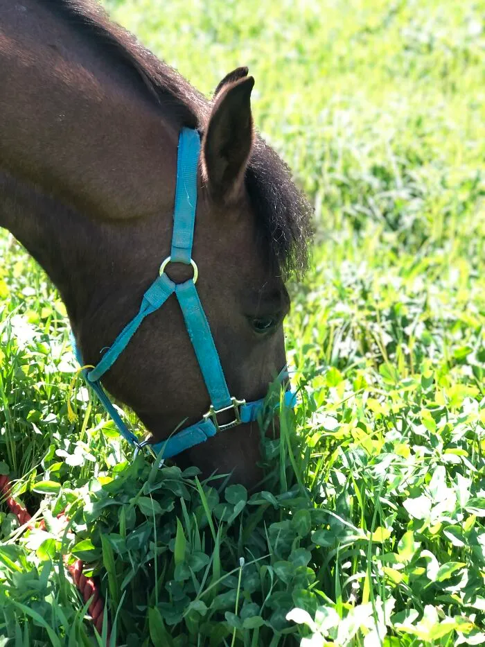 Greener Pastures