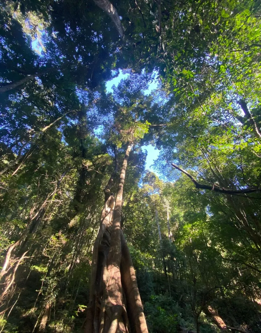Tall Trees!