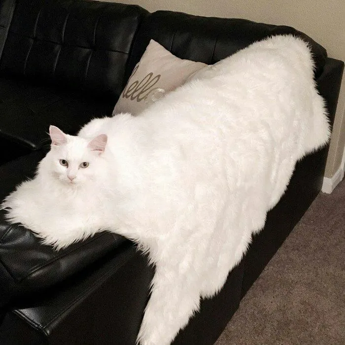 I Bought A New White Carpet