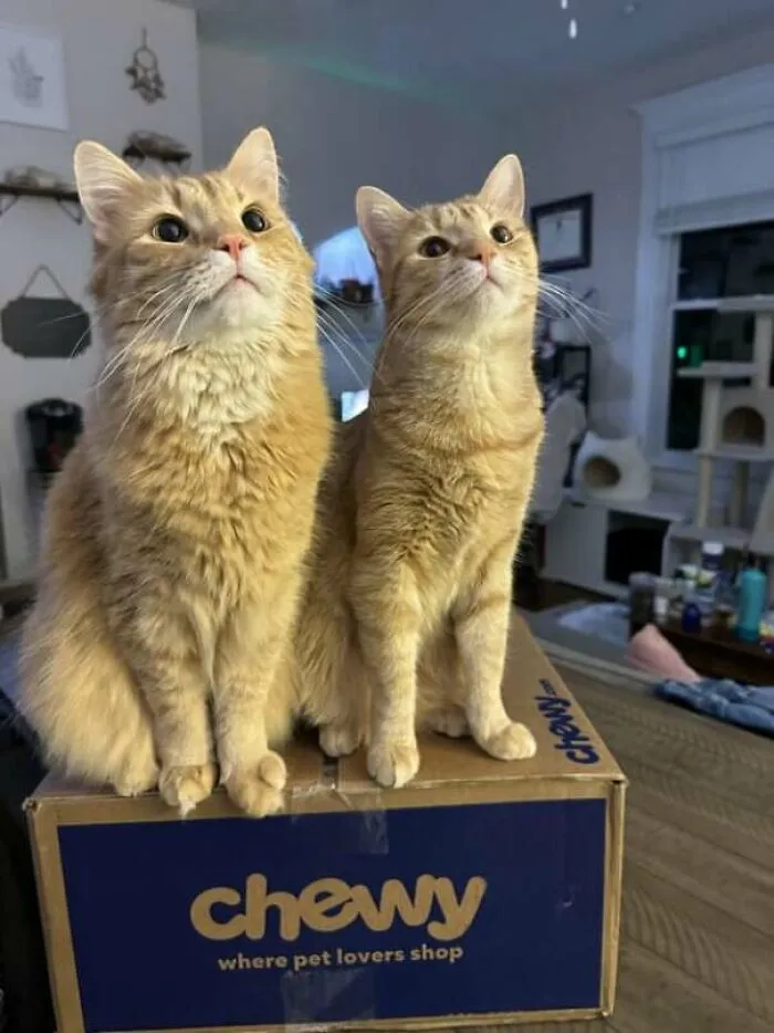 I Have Their Undivided Attention When I Get The Treat Jar 