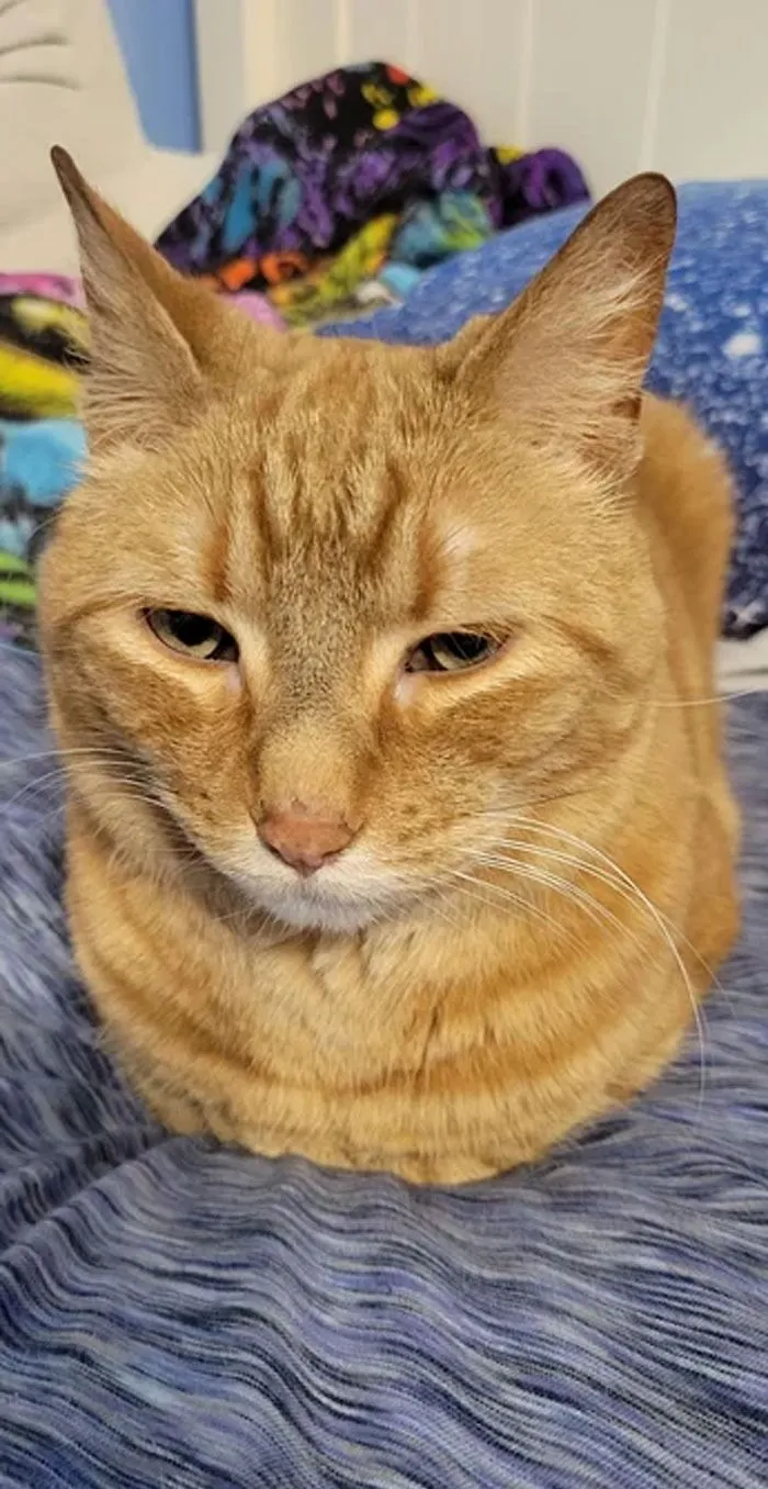 I Always Like It When He Makes His Front Legs Disappear