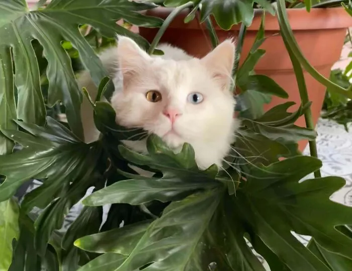Mine And My Girlfriends Heterochromia Cat, Kitty