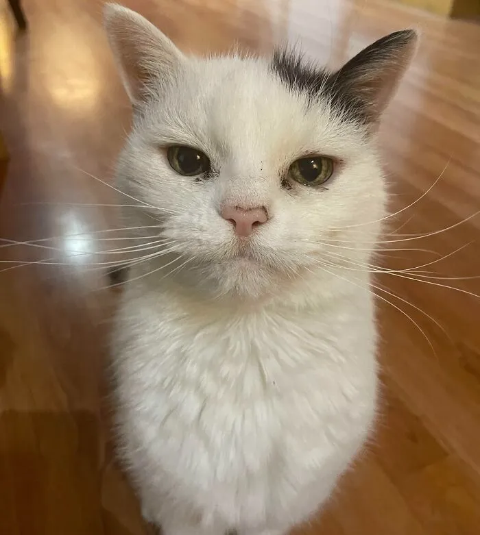 Took This Perfect Of My 18 Year Old Cat Josie