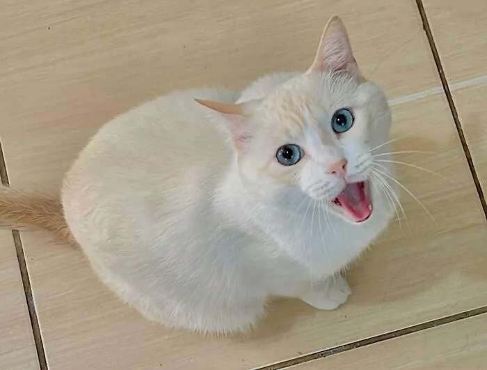 My Cat’s Face When I Tell Him A Gossip