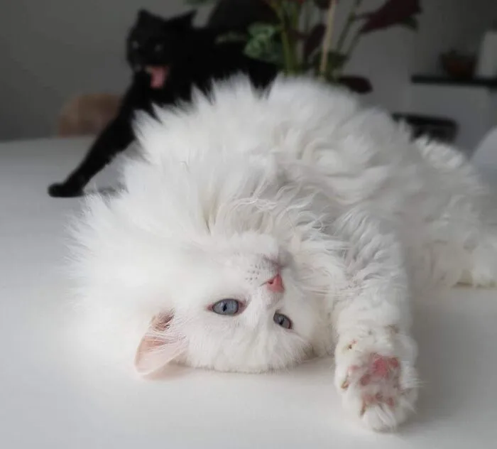 I Took A Picture Of My White Cat, But The Black One Wasn't Far Away