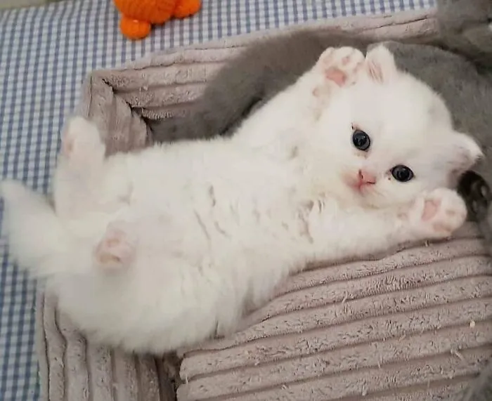 Tiny Criminal Suspected Of Hacking Surrenders Peacefully, Claims To Be 'Part Of White Cat Organization'