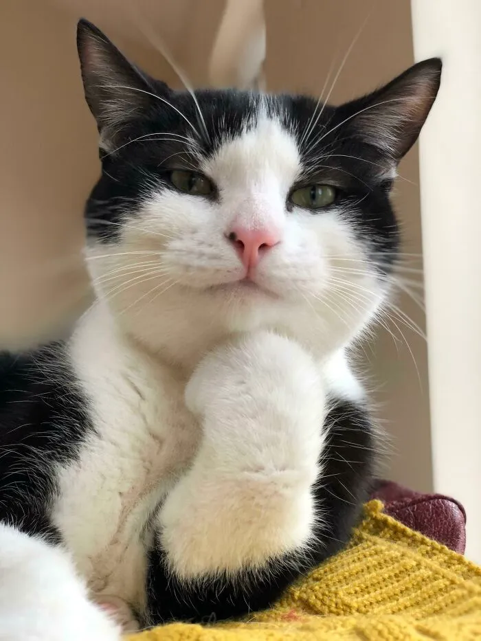 I Managed To Snap The Best Split Second Pose Of Mr. P While He Was Cleaning His Paws