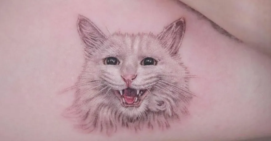 Beautiful White Cat 