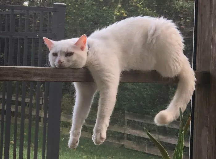 Miss Luna Is Not Amused
