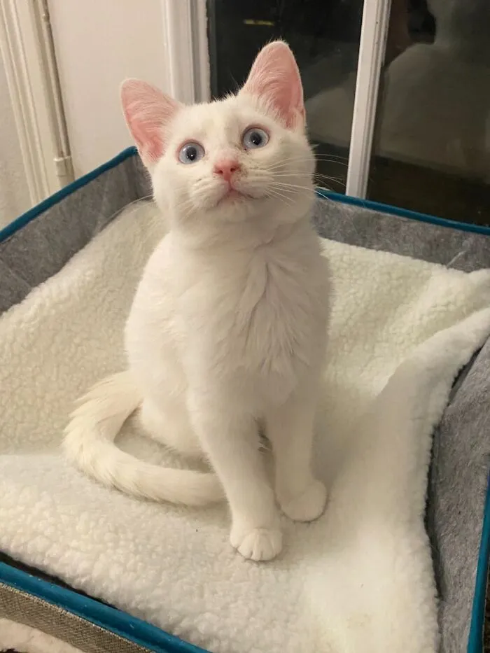 Such A Curious Creature
