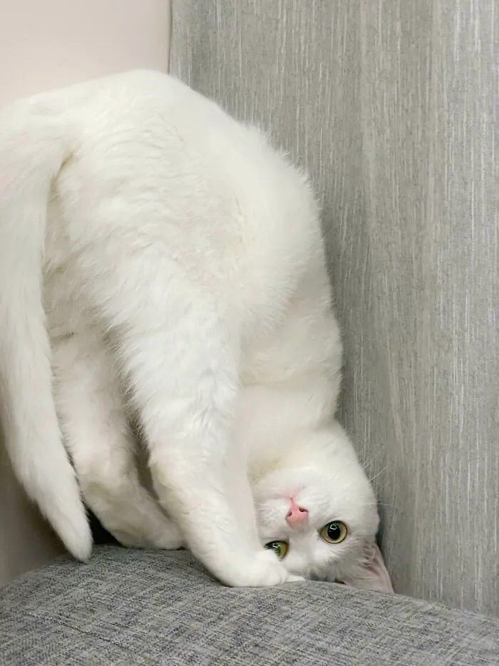 Lumi Makes An Astonishing Entry, Flinging Herself Into A Handstand On Couch Arm