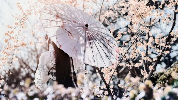 Walk Under The Cherry Blossoms