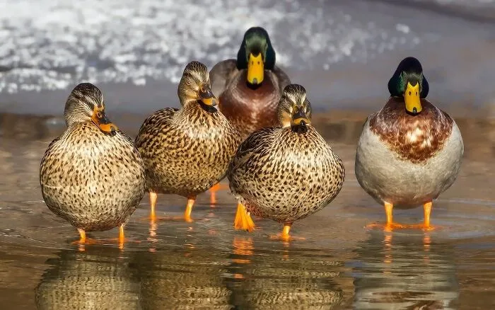 Feed The Ducks 