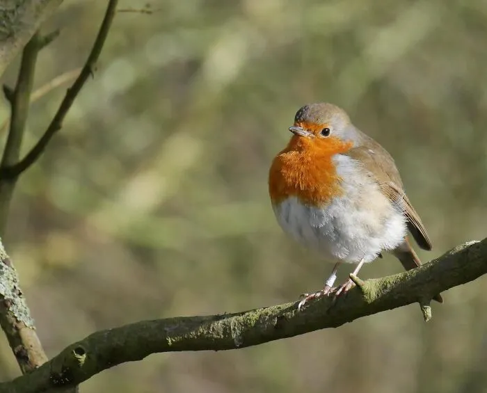 Go Bird Watching 