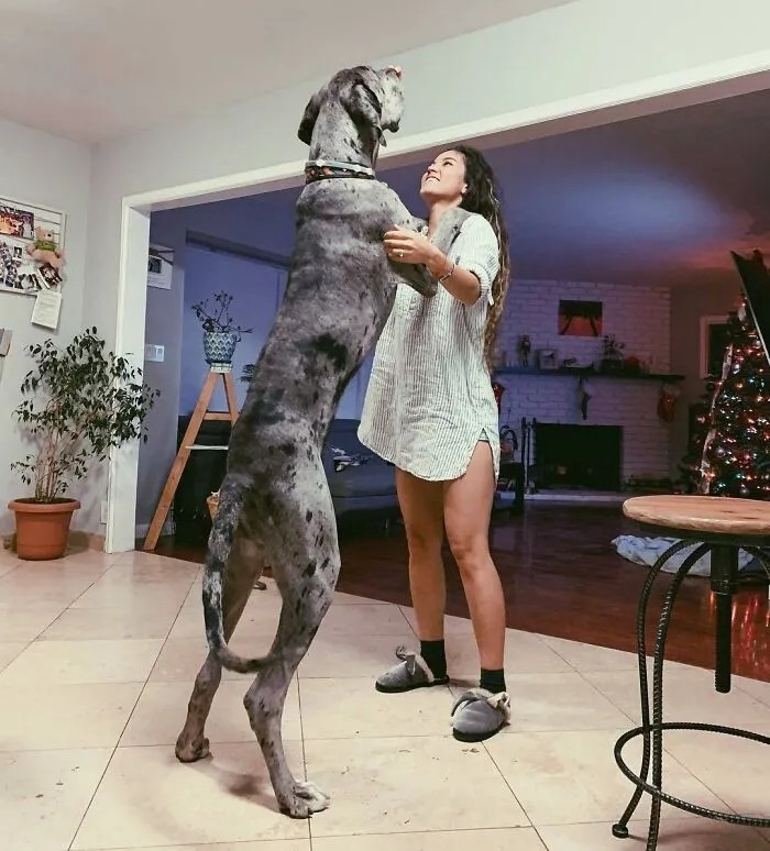 Crecí más rápido en 8 meses que mi humano en 29 años