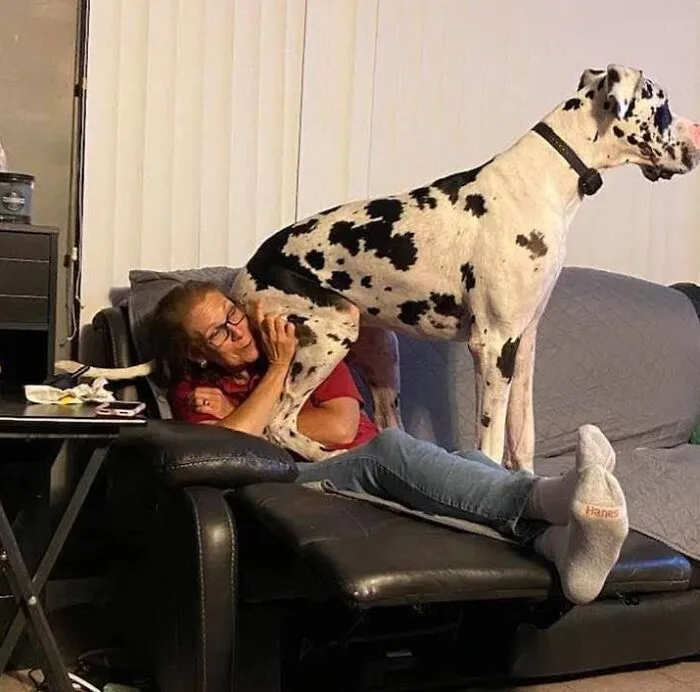 My Mom vs. A 10-Month-Old Great Dane