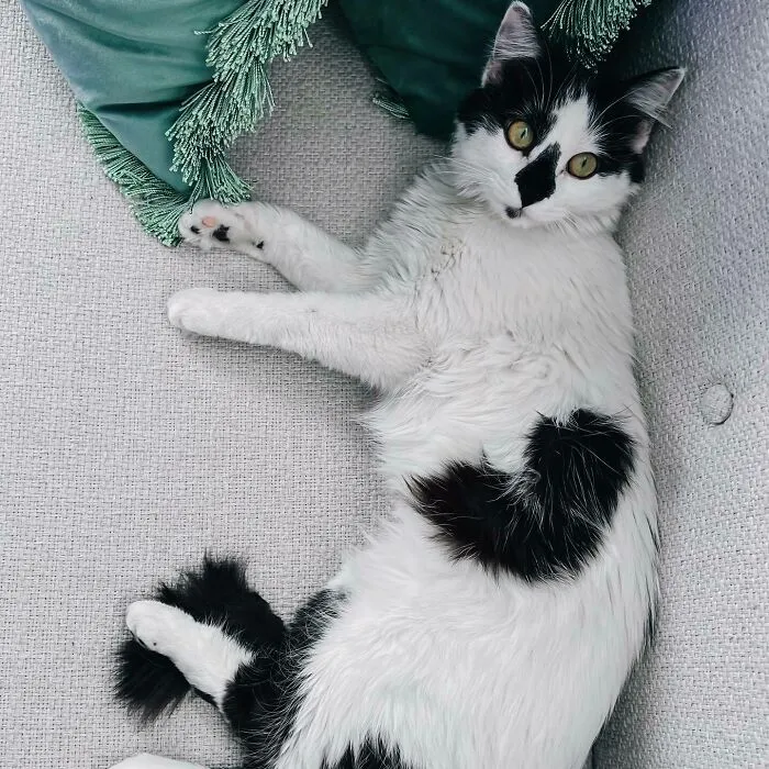 Is There A More Appropriate Picture Of Our Sweet Belle On This Day