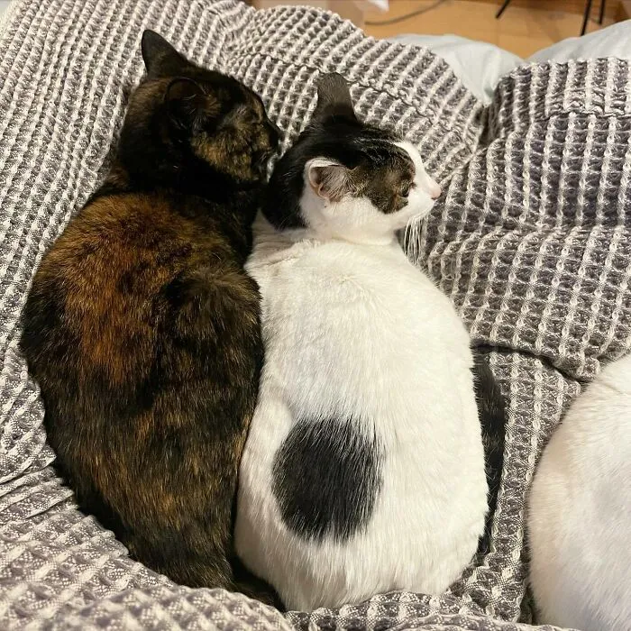 That's A Perfect Circle!