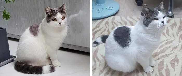 His Tail Has A Unique Line Around It!