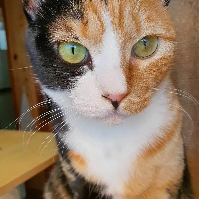 Bbobbi Has A C Marking Next To His Eye