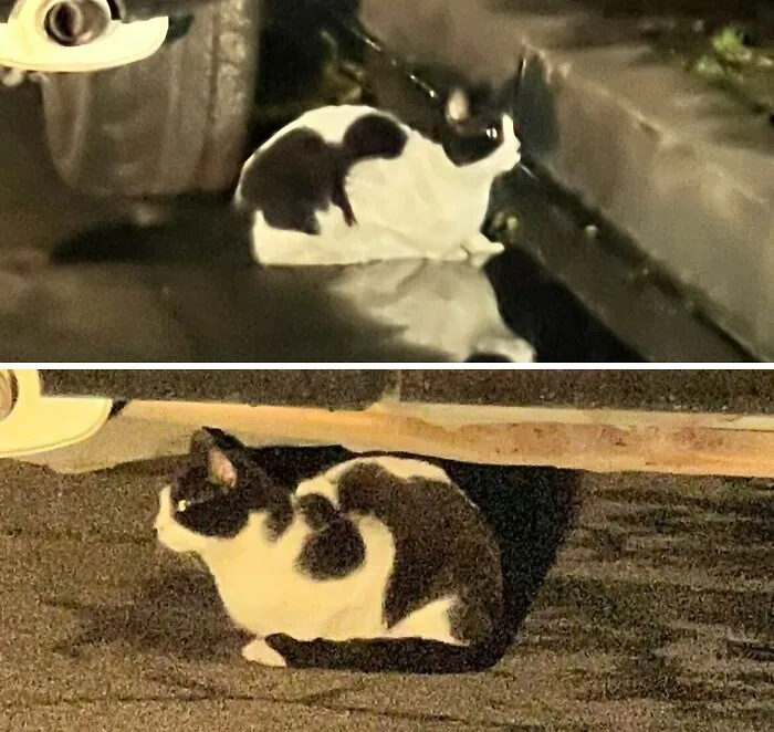 T-Rex Cat