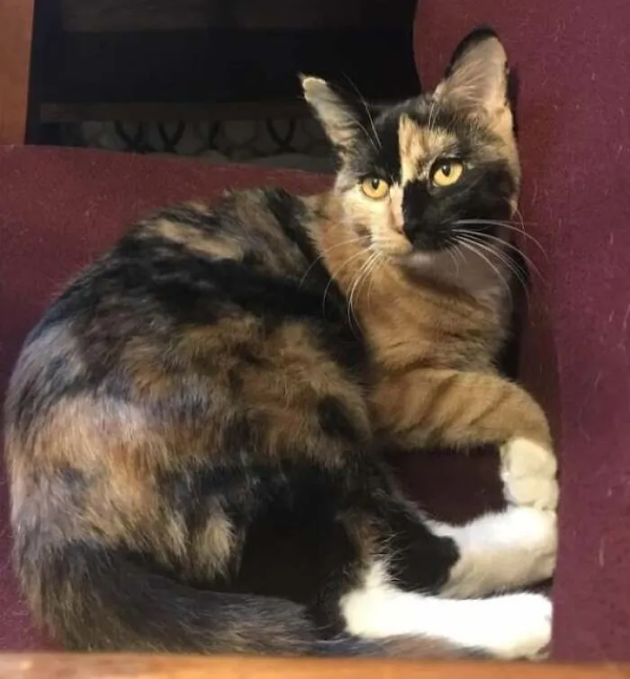 I Have A Cat That Has A Checkerboard Pattern On Her Face