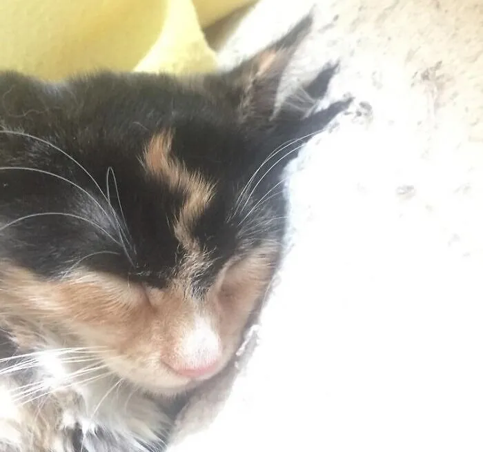 My Cat Has A Lightning Bolt On Her Forehead