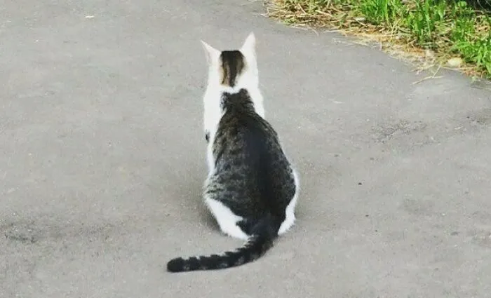 Hey, Cat, There's A Cat On Your Back