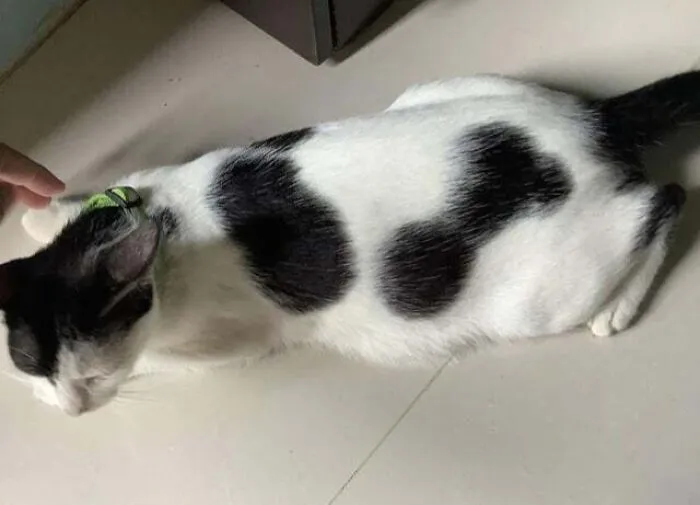 Bicycle Horn Cat? 