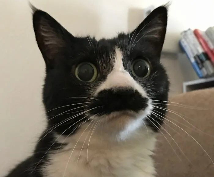 Tuoura Is A Very Serious Gentleman