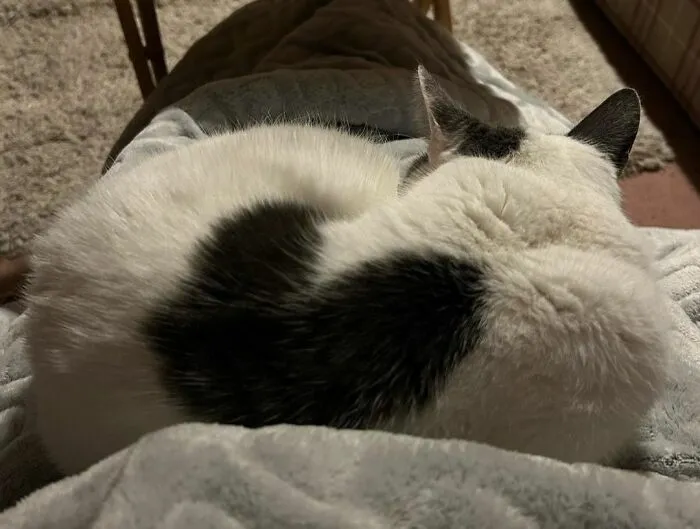 I Have The Heated Blanket Switched On And Margaret Loves It