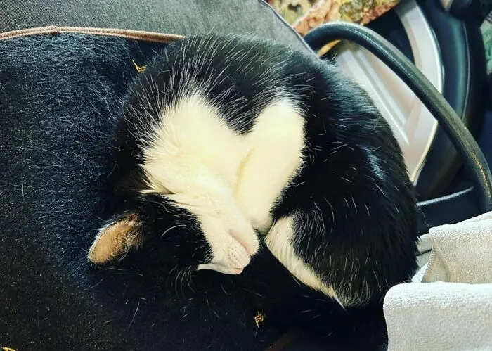 Foldable Heart Baby