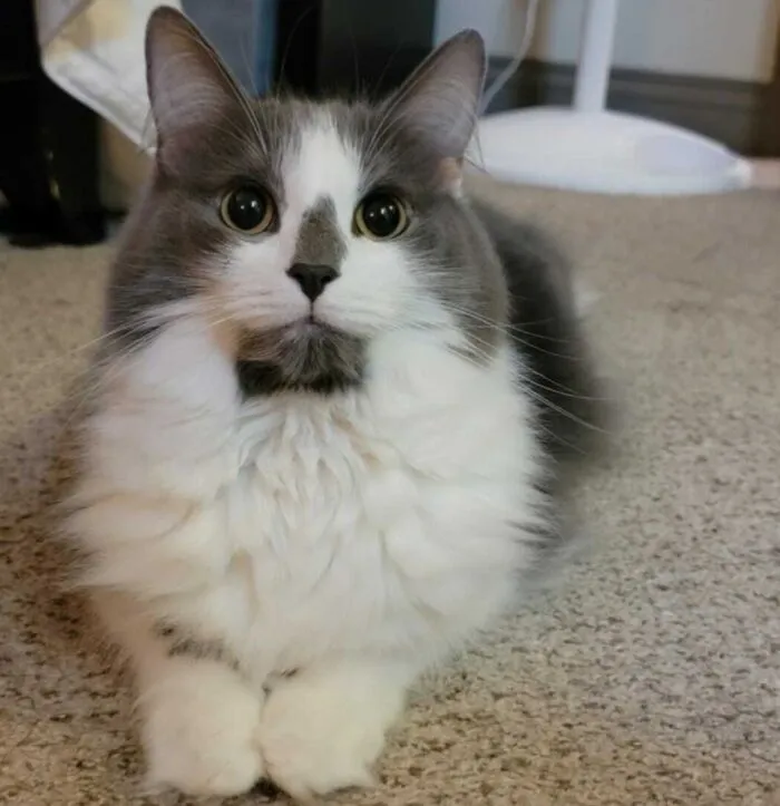 His Goatee!