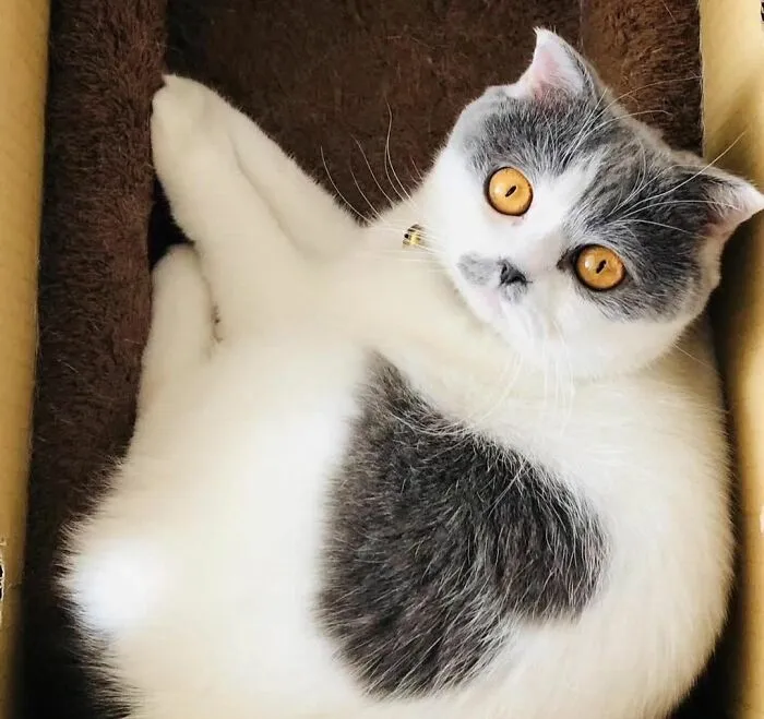 Cutie