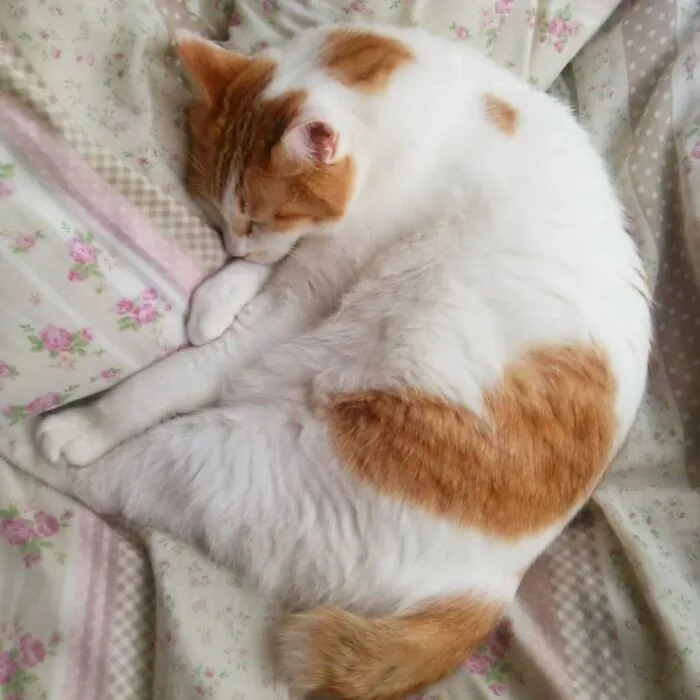 Kei Cat