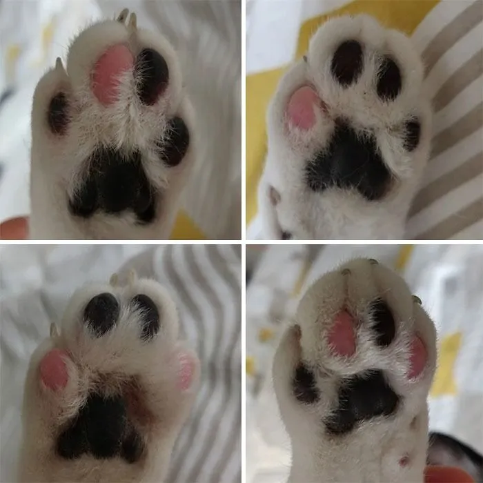 All 4 Of My Cats Paws Have Unique Black/Pink Combinations