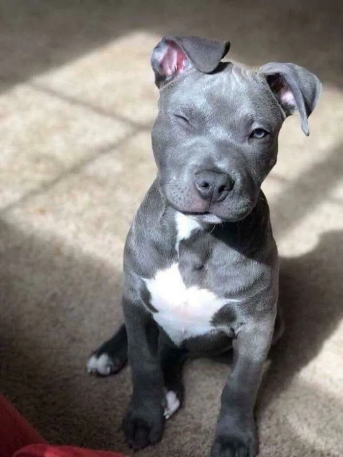 Photogenic Good Boy Even In The Sun