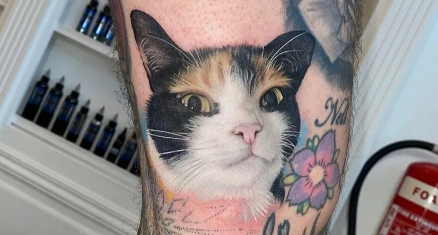 Tigz The Cat