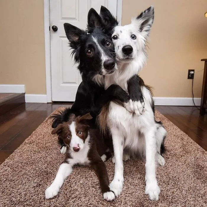 Practicing For Christmas Pose