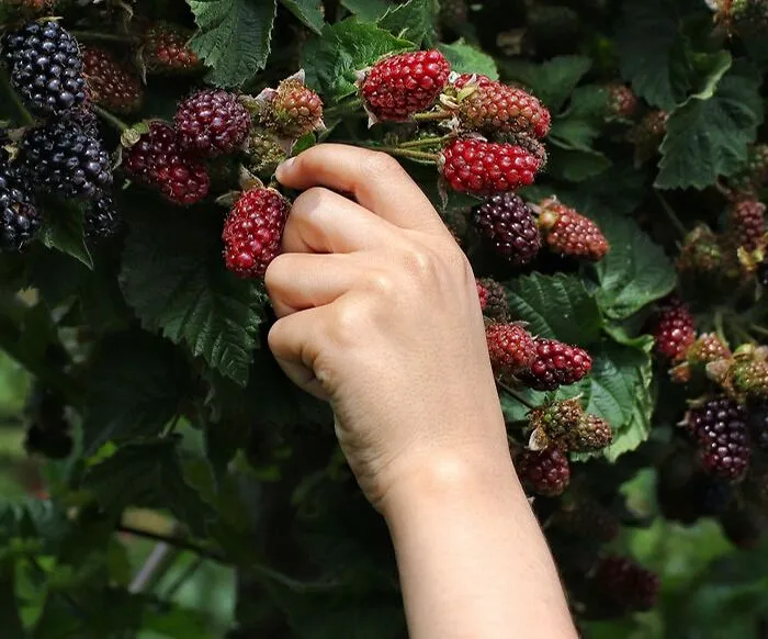Go Berry Picking