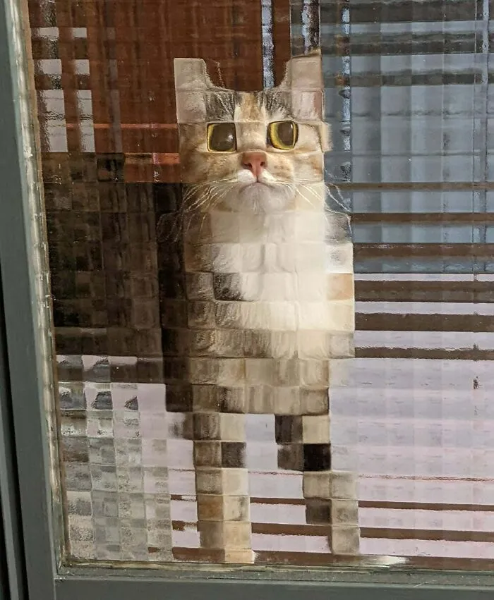 Este gato parece pixelado por el vidrio de la ventana 