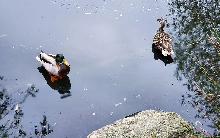  Dos patos sobre un tronco sumergido hace que parezca que están parados sobre la superficie del agua 