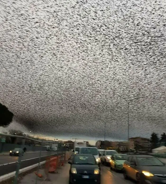  El cielo de Roma se llena de estorninos 