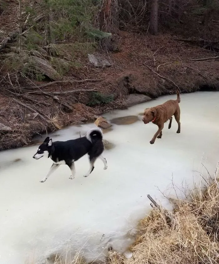 Los perros de mi hermana salen muy raros en esta foto 