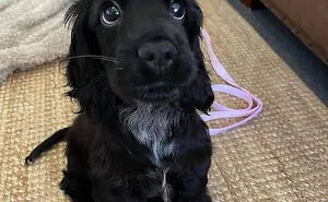 50 Times People Caught Adorable Animals Flashing Their “Disney Eyes” And Just Had To Take A Picture