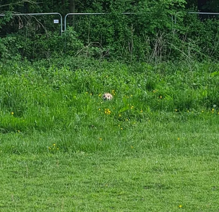 He Hides Every Time We Try To Put His Leash On To Leave The Dog Park
