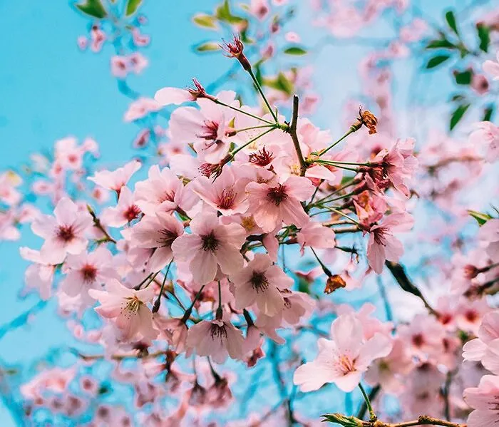 The Cherry Blossom Is The Unofficial National Flower
