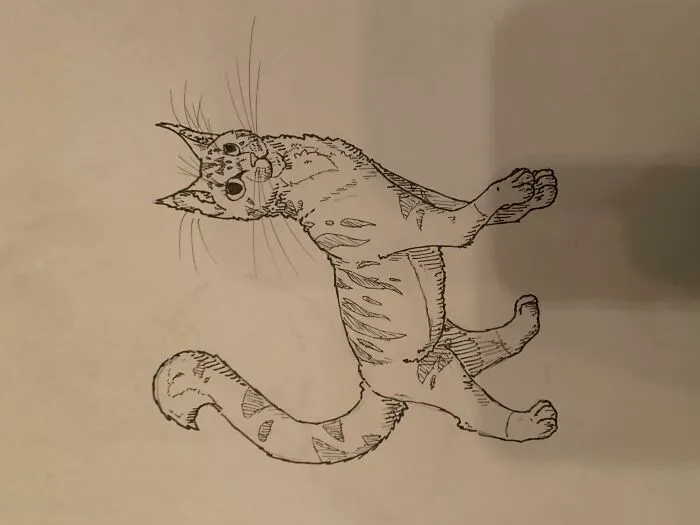 A Cat Drawing