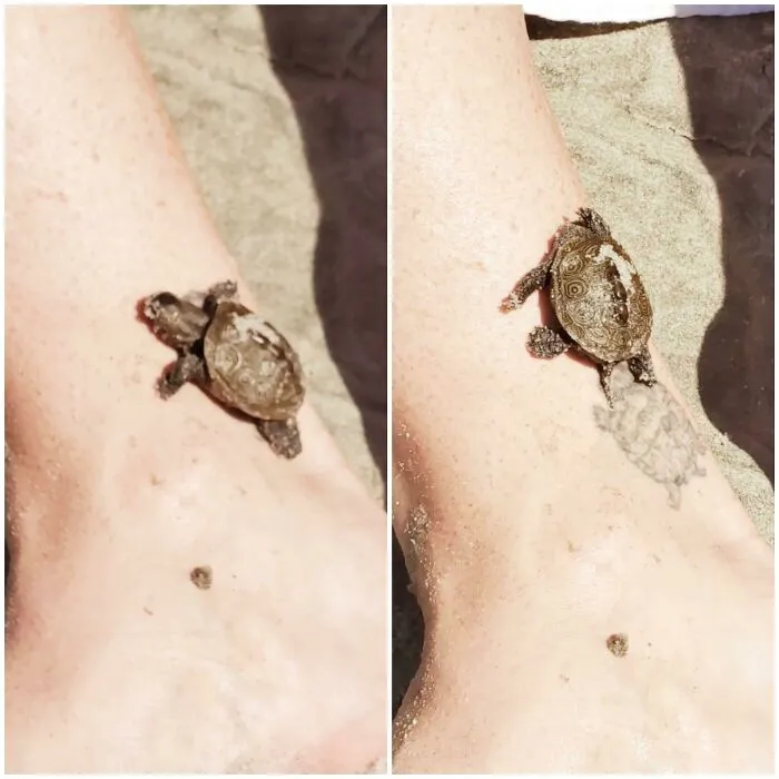 He encontrado una tortuga que hace juego con mi tatuaje