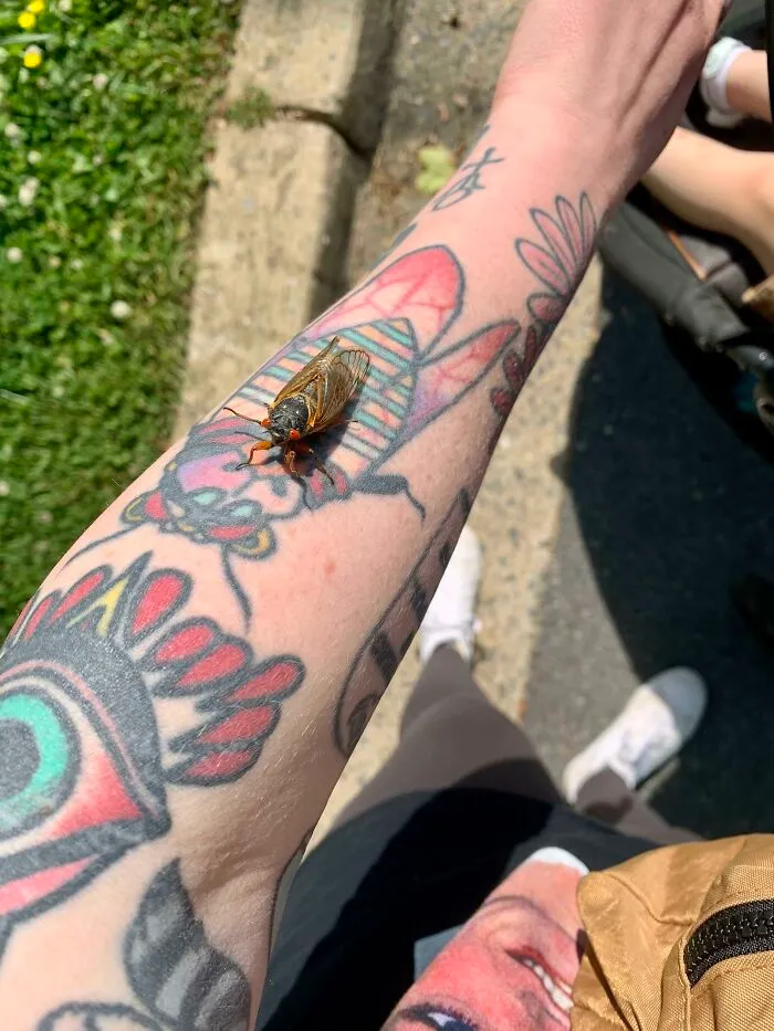 Tattoo perfectly matched with a real cicada resting on an arm in sunlight.